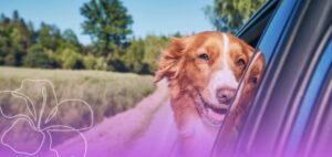 Terapia Floral para Pets - SOS Viagem