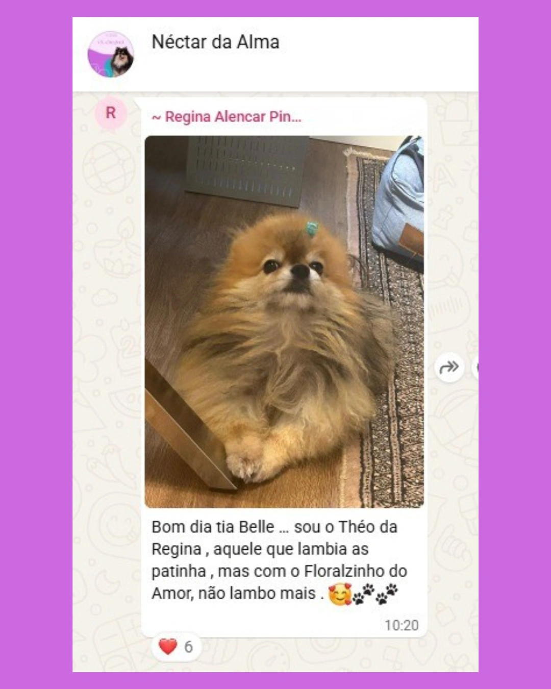 NECTARDAALMA-DEPOIMENTO-FLORAL-PET-TRATAMENTO-CACHORRO-CURA-BEMESTAR-ANIMAL-SPITZ- (11)