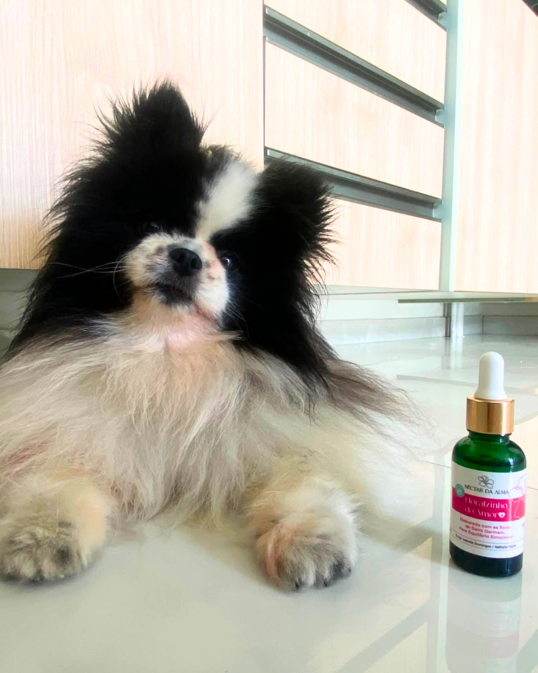 NECTARDAALMA-DEPOIMENTO-FLORAL-PET-TRATAMENTO-CACHORRO-CURA-BEMESTAR-ANIMAL-SPITZ- (2)
