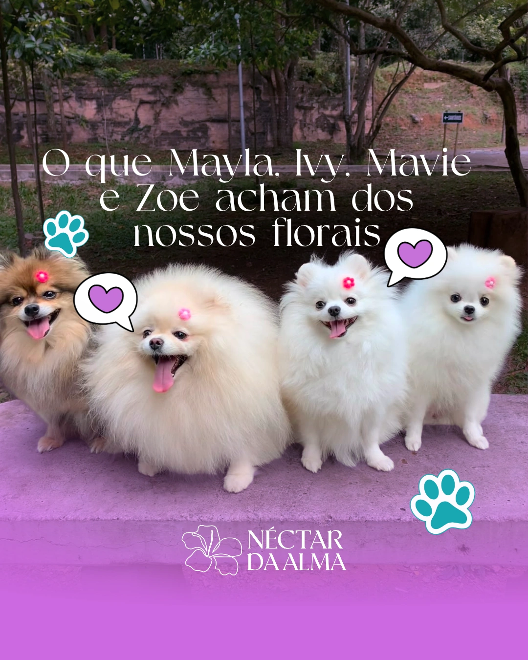 NECTARDAALMA-DEPOIMENTO-FLORAL-PET-TRATAMENTO-CACHORRO-CURA-BEMESTAR-ANIMAL-SPITZ- (6)