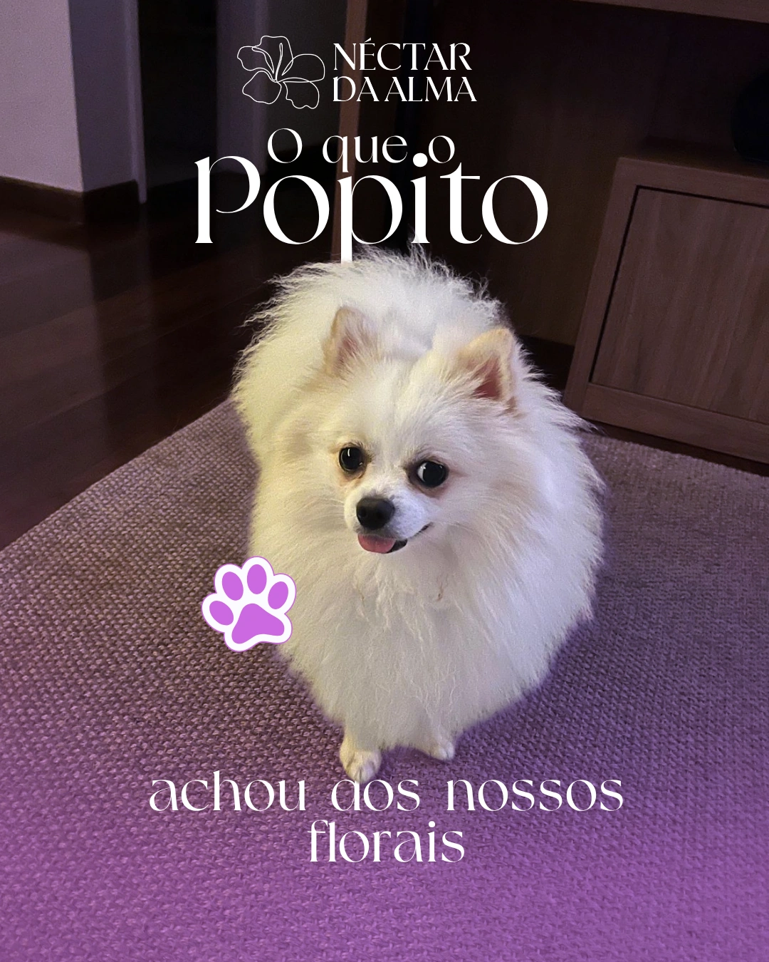NECTARDAALMA-DEPOIMENTO-FLORAL-PET-TRATAMENTO-CACHORRO-CURA-BEMESTAR-ANIMAL-SPITZ- (8)