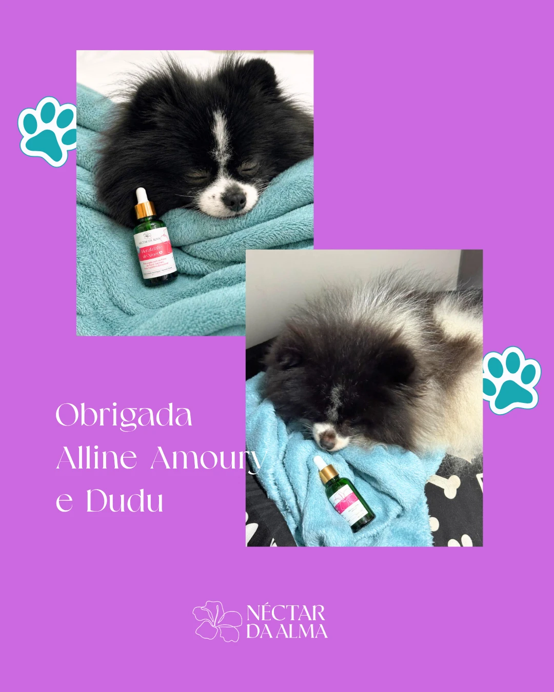 spitz-nectardaalma_floralzinhodoamor_pet_floral_ (1)