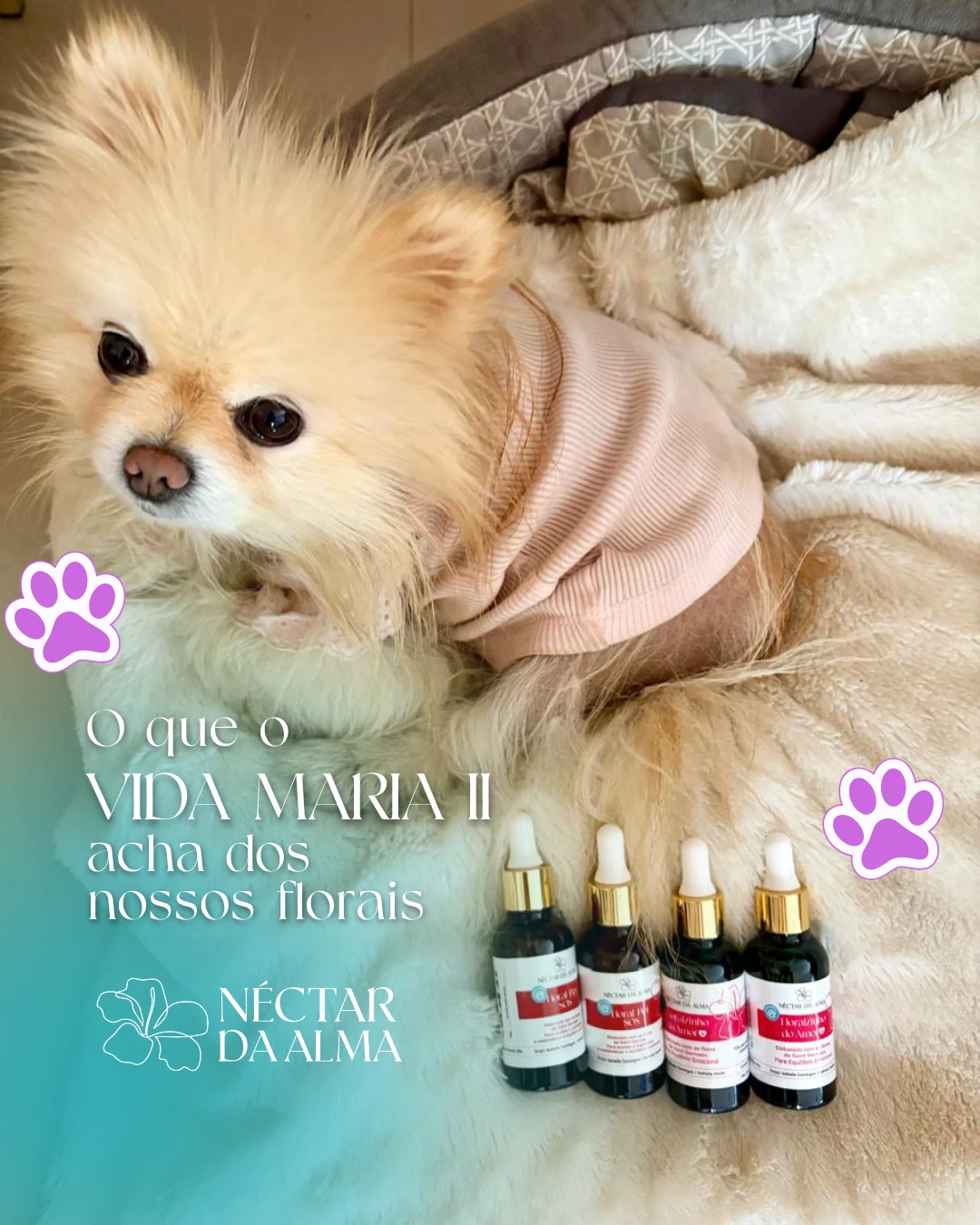 spitz-nectardaalma_floralzinhodoamor_pet_floral_ (2)