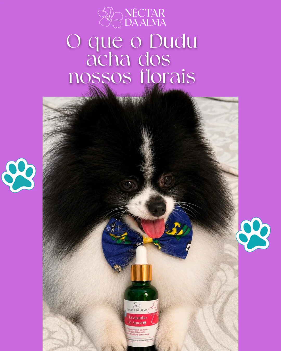 spitz-nectardaalma_floralzinhodoamor_pet_floral_ (4)